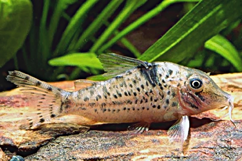 Сомик Блоха (Corydoras blochi) содержание и размножение в условиях домашнего аквариума