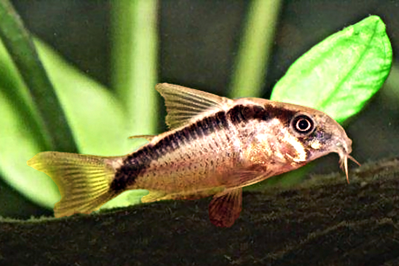 Сомик двухполосый (Corydoras arcuatus) содержание и размножение в условиях домашнего аквариума