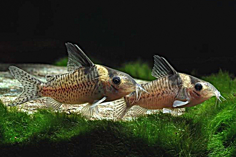 Сомик дельфакс (Corydoras delphax) содержание и размножение в условиях домашнего аквариума