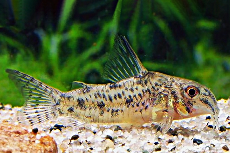 Сомик коча (Corydoras cochui) содержание и размножение в условиях домашнего аквариума