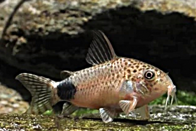 Сомик пятнохвостый (Corydoras caudimaculatus) содержание и размножение в условиях домашнего аквариума