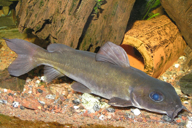 Хризихтис черный (Chrysichthys nigrodigitatus) содержание и размножение в условиях домашнего аквариума