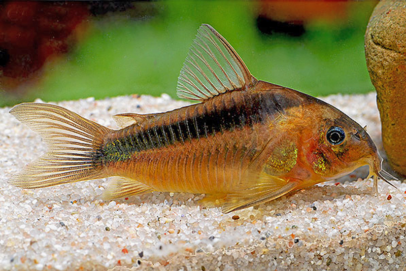 Коридорас Рабо (Corydoras rabauti) содержание и размножение в условиях домашнего аквариума