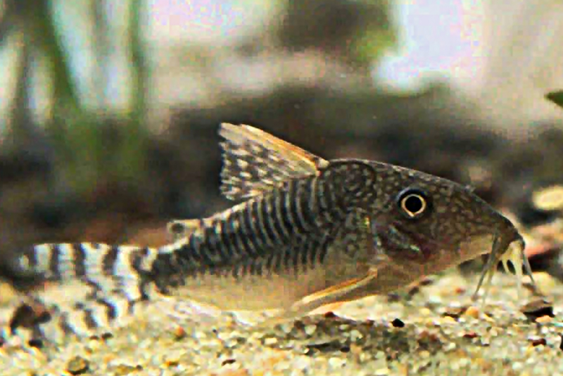 Коридорас Сьюз (Corydoras seussi) содержание и размножение в условиях домашнего аквариума