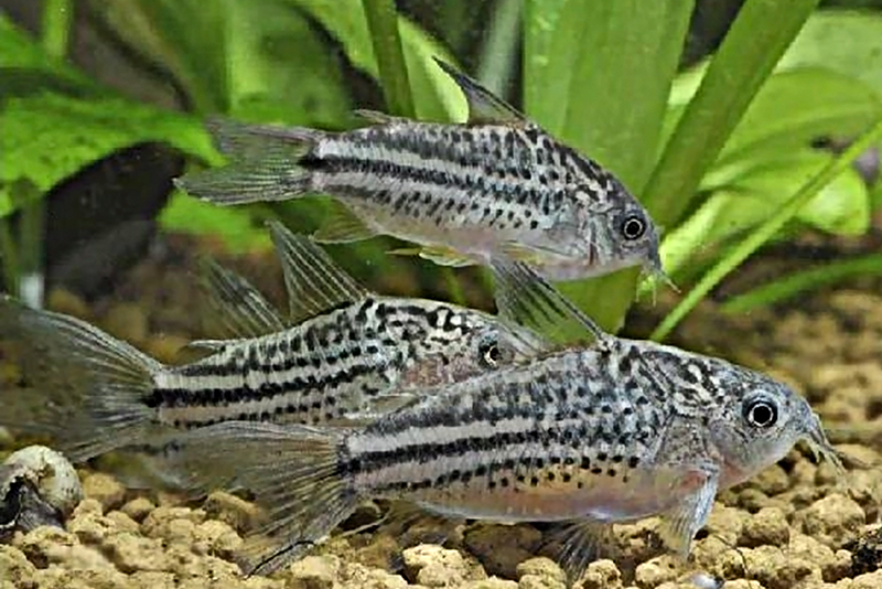 Коридорас нанус (Corydoras nanus) содержание и размножение в условиях домашнего аквариума