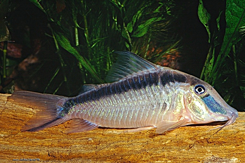 Коридорас нарцисс (Corydoras narcissus) содержание и размножение в условиях домашнего аквариума