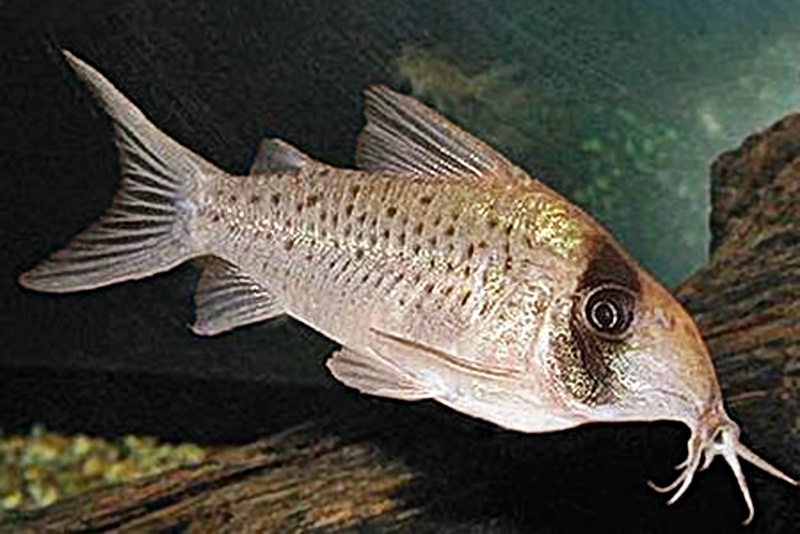 Коридорас палевый (Corydoras sychri) содержание и размножение в условиях домашнего аквариума