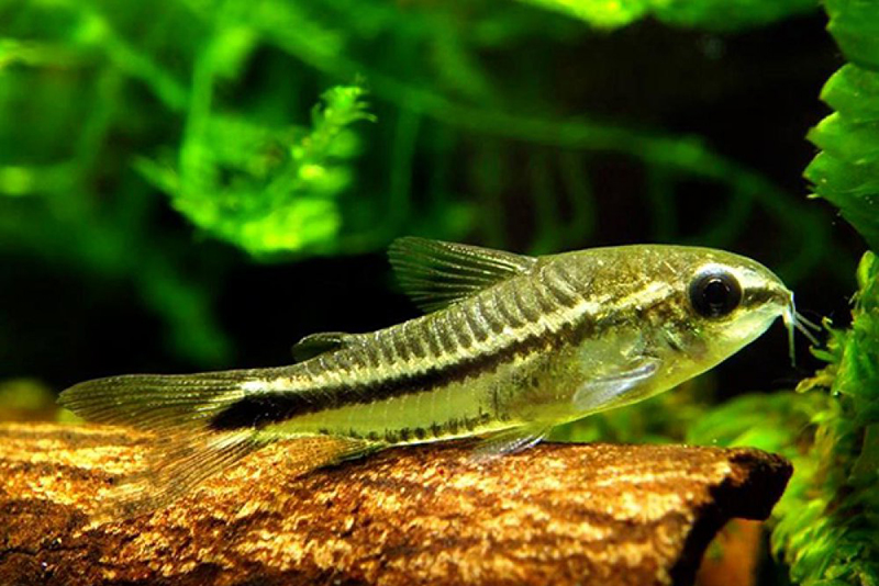 Коридорас пигмей (Corydoras pygmaeus) содержание и размножение в условиях домашнего аквариума