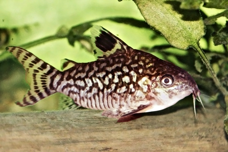 Коридорас сетчатый (Corydoras reticulatus) содержание и размножение в условиях домашнего аквариума