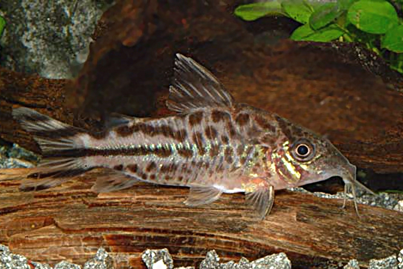 Коридорас флагохвостый (Corydoras robineae) содержание и размножение в условиях домашнего аквариум