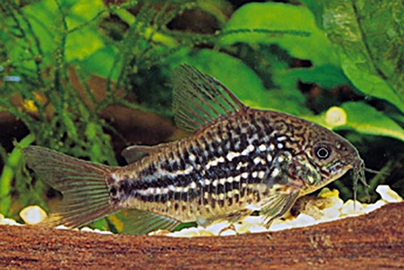 Коридорас волнистый (Corydoras undulatus) содержание и размножение в условиях домашнего аквариума