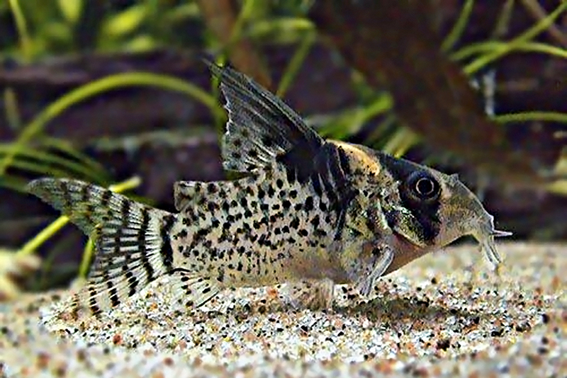 Коридорас черноштриховой (Corydoras melanistius) содержание и размножение в условиях домашнего аквариума