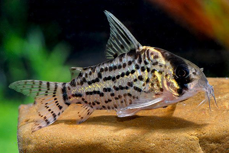 Коридорас швартца (Corydoras schwartzi) содержание и размножение в условиях домашнего аквариума