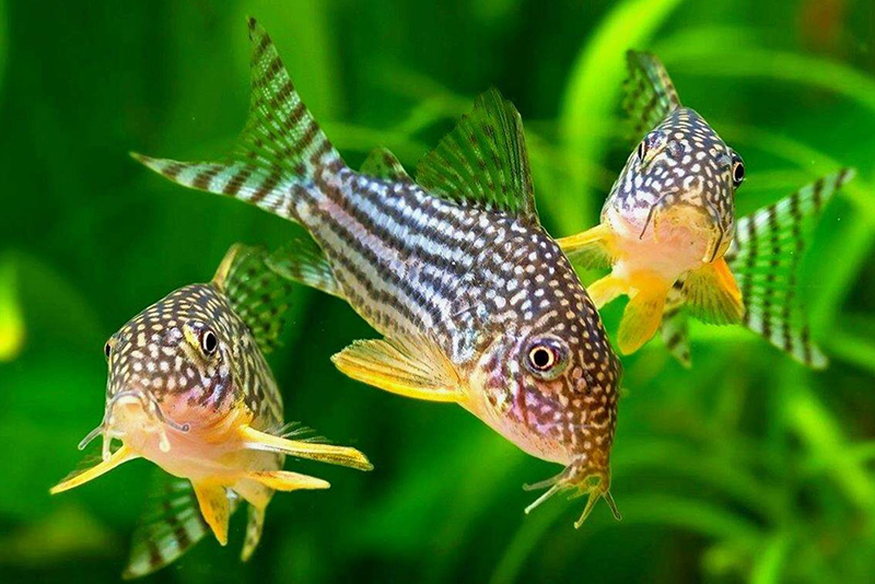 Коридорас штерба (Corydoras sterbai) содержание и размножение в условиях домашнего аквариума