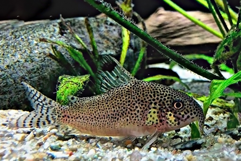 Многоточечный сомик (Corydoras punctatus) содержание и размножение в условиях домашнего аквариума