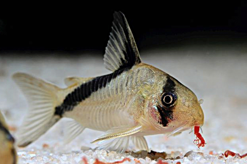 Сомик диагональнополосый (Corydoras melini) содержание и размножение в условиях домашнего аквариума