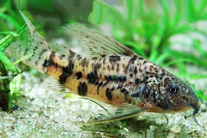 Сомик длинноплавничный (Scleromystax macropterus) содержание и размножение в условиях домашнего аквариума