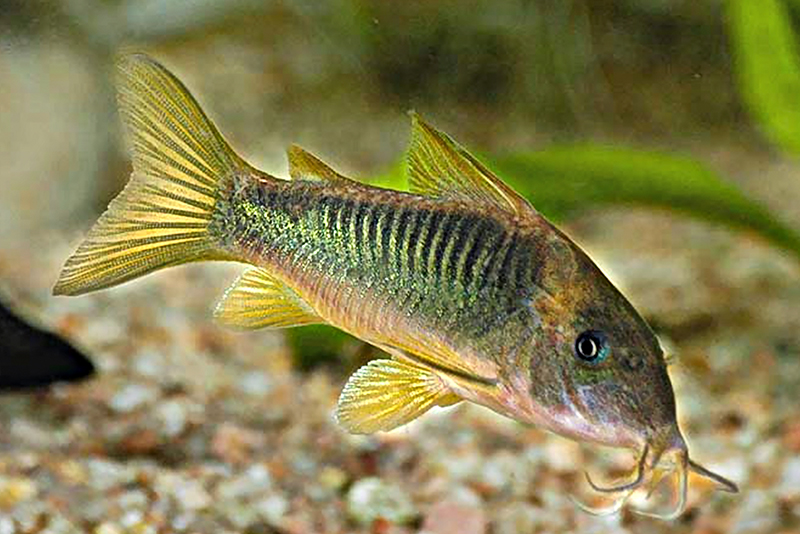 Сомик желтоплавничный (Corydoras melanotaenia) содержание и размножение в условиях домашнего аквариума