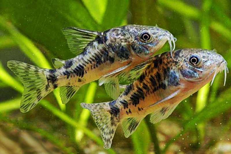 Сомик крапчатый (Corydoras paleatus) содержание и размножение в условиях домашнего аквариума