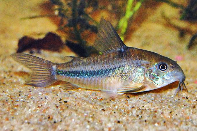 Сомик наттерера (Corydoras nattereri) содержание и размножение в условиях домашнего аквариума