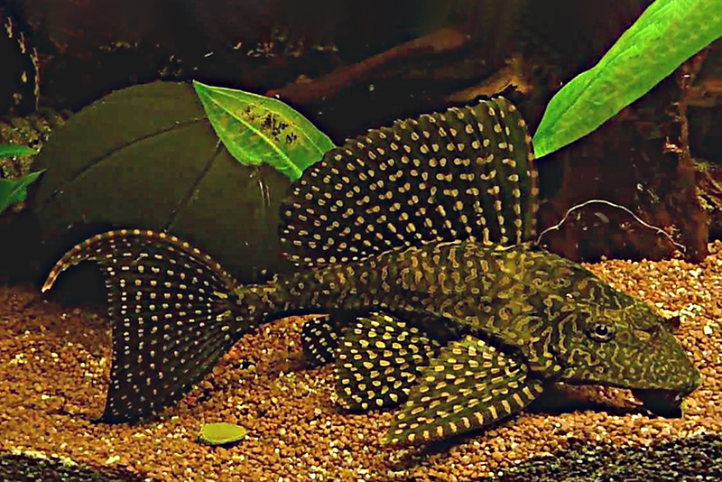 Птеригоплихтис парусный (Pterygoplichthys joselimaianus) содержание и размножение в условиях домашнего аквариума