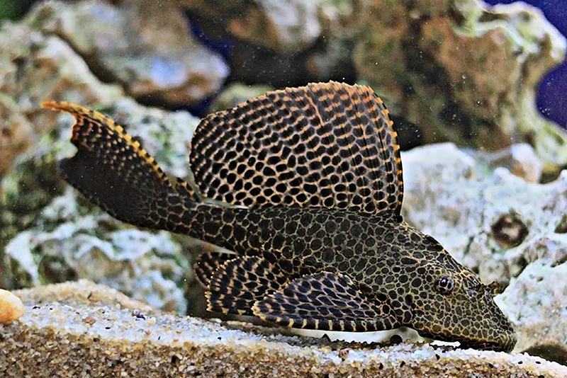 Птеригоплихтис парчовый (Pterygoplichthys gibbiceps) содержание и размножение в домашнем аквариуме