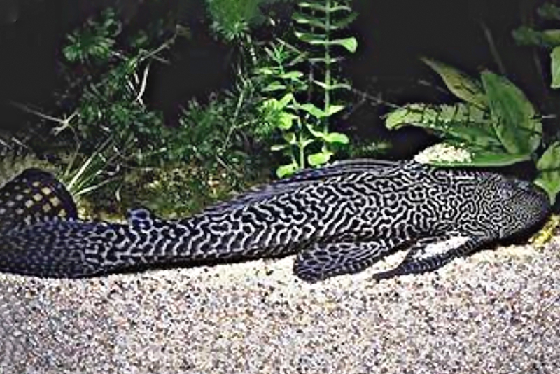 Птеригоплихтис черно-белый (Pterygoplichthys anisitsi) содержание и размножение в условиях домашнего аквариума