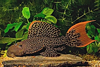 Представители рода Pseudacanthicus, чаще других содержащиеся в домашних аквариумах