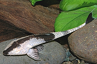 Представители рода Pseudohemiodon, чаще других содержащиеся в домашнем аквариуме