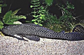 Представители рода Pterygoplichthys, чаще других содержащиеся в домашнем аквариуме