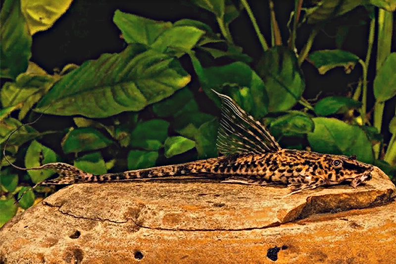 Карликовая лорикария (Rineloricaria parva) содержание и размножение в условиях домашнего аквариума