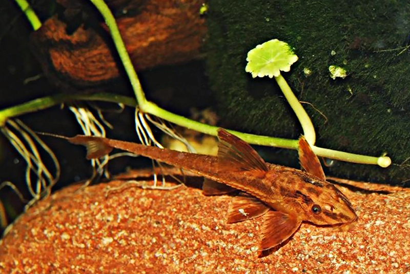 Лорикария золотистая (Rineloricaria microlepidogaster) содержание и размножение в домашнем аквариуме