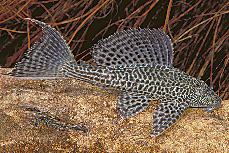 Птеригоплихтис пардалис (Pterygoplichthys pardalis) содержание и размножение в условиях домашнего аквариума