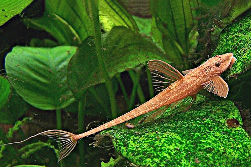 Ринелорикария ланцетная (Rineloricaria lanceolata) содержание и размножение в условиях домашнего аквариума