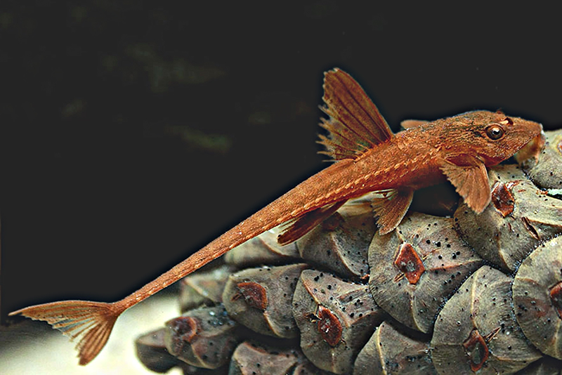 Ринелорикария красная (Rineloricaria sp. “RED”) содержание и размножение в условиях домашнего аквариума