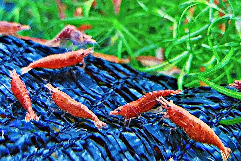 Отбор аквариумных креветок для размноженния. Основные принципы 