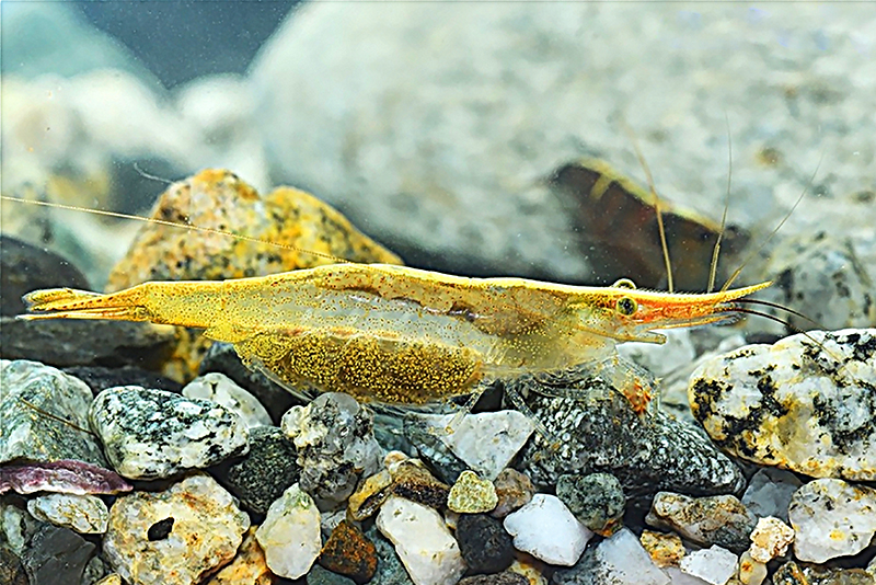 Caridina brevicarpalis endehensis Caridina brevicarpalis endehensis описание и условия для успешного содержания в домашнем аквариуме