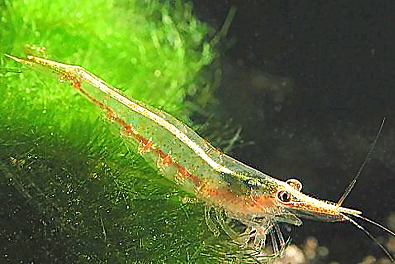 Белый носорог (Caridina brevicarpalis brevicarpalis) описание и основные условия содержания в аквариуме