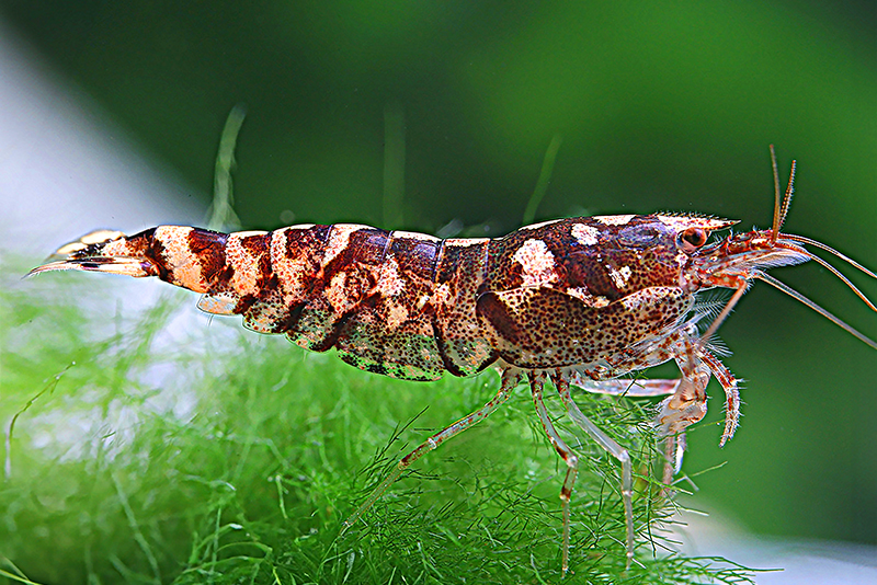 Гонконгская камуфляжная креветка (Caridina meridionalis) Гонконгская камуфляжная креветка (Caridina meridionalis) содержание и размножение в домашнем аквариуме