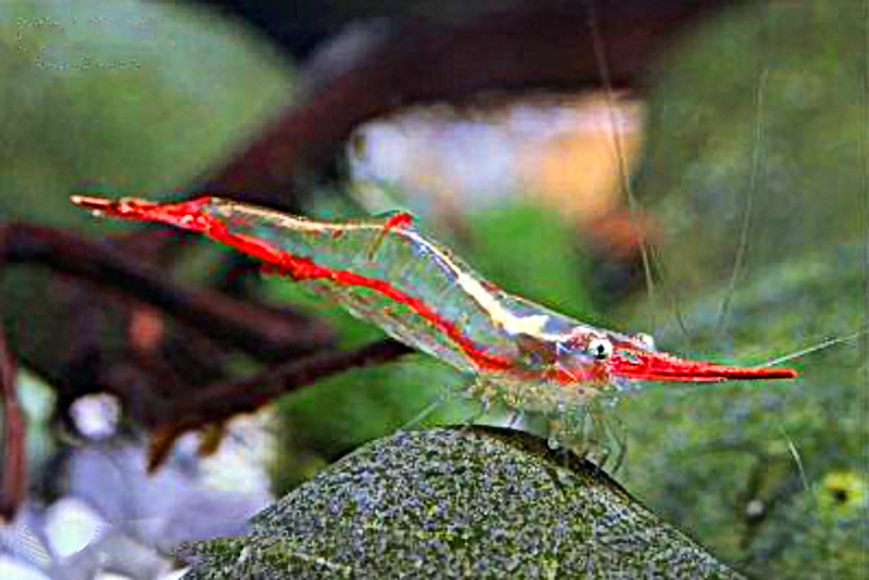Красноносая креветка (Caridina gracilirostris) содержание в условиях домашнего аквариума