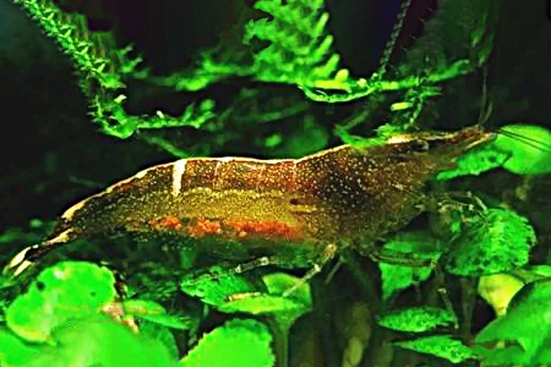 Креветка Фернандо (Caridina fernandoi) Креветка Фернандо (Caridina fernandoi) содержание в условиях домашнего аквариума