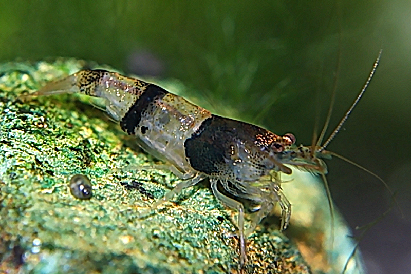 Креветка карликовая зебровая (Caridina breviata) содержание и размножение в условиях домашнего аквариума