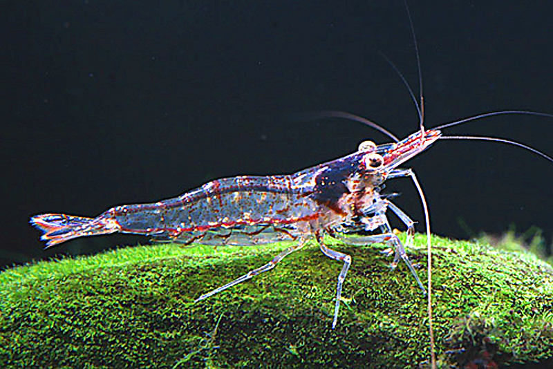 Креветка носорог (Caridina brachydactyla) описание и основные требования к успешному содержанию в домашнем аквариуме