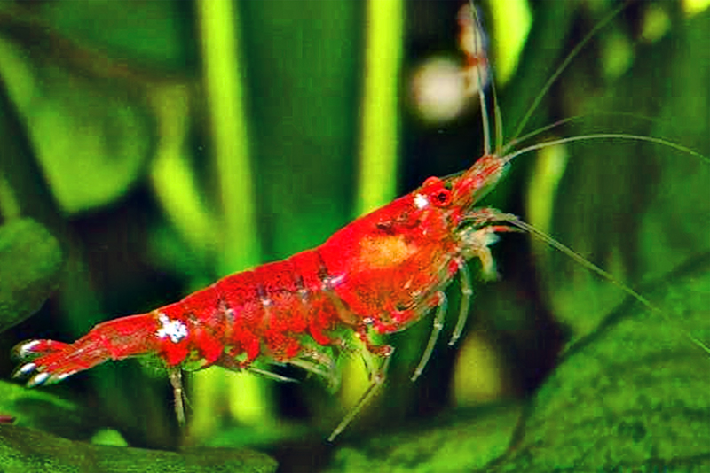 Кристально-красная креветка, Красный кристалл, Красная пчела (Caridina cantonensis “Crystal Red”) содержание в домашнем аквариуме