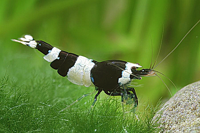 Черная креветка, Черная пчела, Черный кристалл (Caridina cantonensis “Black Crystal”)
