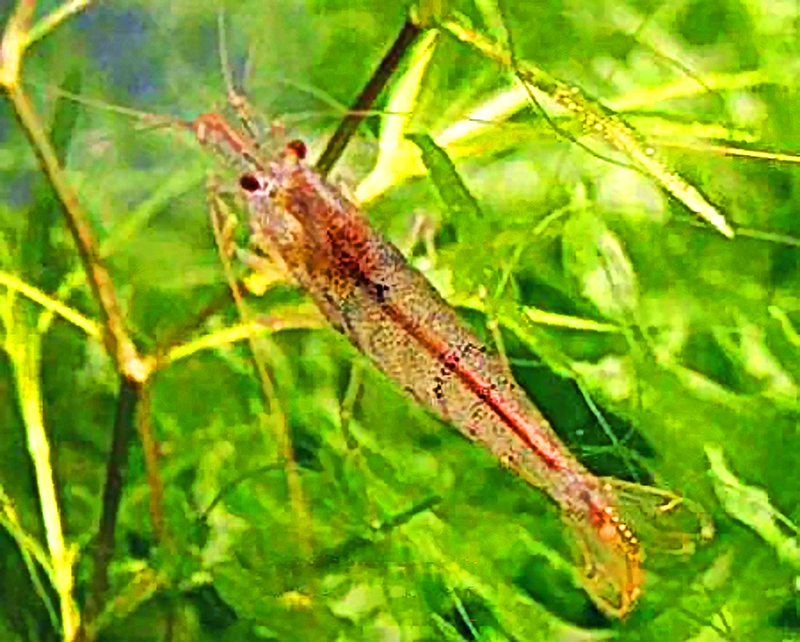 Caridina nanaoensis Caridina nanaoensis содержание и размножение в условиях домашнего аквариума