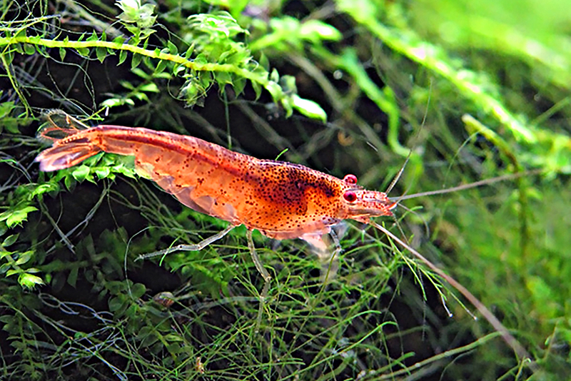 Caridina serrata “Tupfel” Caridina serrata “Tupfel” содержание и размножение в условиях домашнего аквариума