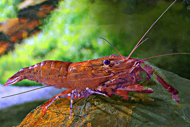 Macrobrachium dienbienphuense Macrobrachium dienbienphuense содержание и размножение в условиях домашнего аквариума