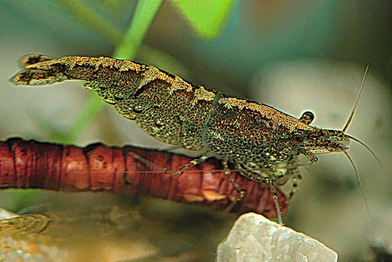 Неокардина пальмата (Neocaridina palmata) Неокардина пальмата (Neocaridina palmata) содержание и размножение в условиях домашнего аквариума