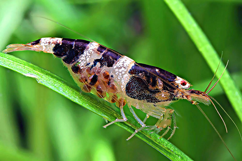 Paracaridina sp. Princess Bee Paracaridina sp. Princess Bee содержание и размножение в условиях домашнего аквариума